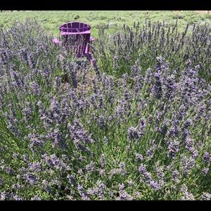 Meet your Posher, Joan